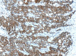 Villin Antibody in Immunohistochemistry (Paraffin) (IHC (P))