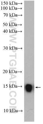 RPS12 Antibody in Western Blot (WB)