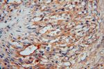 Moesin Antibody in Immunohistochemistry (Paraffin) (IHC (P))