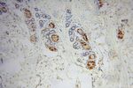 Moesin Antibody in Immunohistochemistry (Paraffin) (IHC (P))