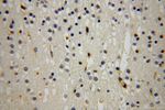 Moesin Antibody in Immunohistochemistry (Paraffin) (IHC (P))