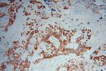 Moesin Antibody in Immunohistochemistry (Paraffin) (IHC (P))