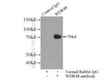 WDR48 Antibody in Immunoprecipitation (IP)