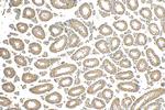 ARH3 Antibody in Immunohistochemistry (Paraffin) (IHC (P))