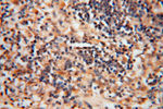 ARH3 Antibody in Immunohistochemistry (Paraffin) (IHC (P))