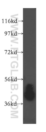 ARH3 Antibody in Western Blot (WB)