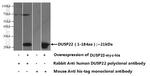 DUSP22 Antibody in Western Blot (WB)