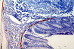 Desmin Antibody in Immunohistochemistry (Paraffin) (IHC (P))