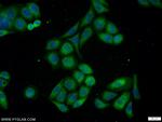 PMEPA1 Antibody in Immunocytochemistry (ICC/IF)