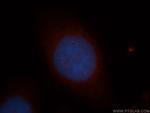 NGDN Antibody in Immunocytochemistry (ICC/IF)