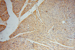 NGDN Antibody in Immunohistochemistry (Paraffin) (IHC (P))