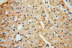 NGDN Antibody in Immunohistochemistry (Paraffin) (IHC (P))