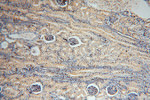 NGDN Antibody in Immunohistochemistry (Paraffin) (IHC (P))