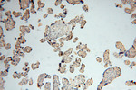 NGDN Antibody in Immunohistochemistry (Paraffin) (IHC (P))