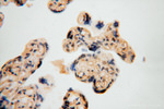 NGDN Antibody in Immunohistochemistry (Paraffin) (IHC (P))