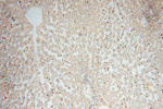 NGDN Antibody in Immunohistochemistry (Paraffin) (IHC (P))