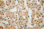 NGDN Antibody in Immunohistochemistry (Paraffin) (IHC (P))