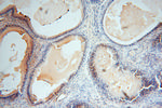 NGDN Antibody in Immunohistochemistry (Paraffin) (IHC (P))