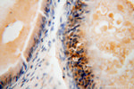 NGDN Antibody in Immunohistochemistry (Paraffin) (IHC (P))