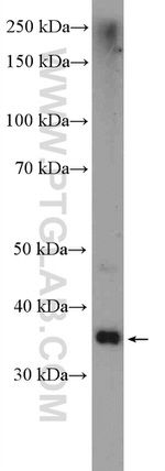 NGDN Antibody in Western Blot (WB)