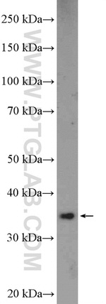 NGDN Antibody in Western Blot (WB)