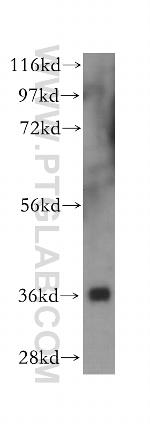 NGDN Antibody in Western Blot (WB)