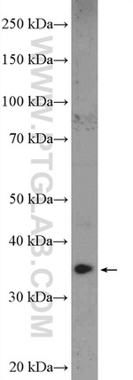 NGDN Antibody in Western Blot (WB)