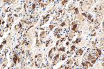 Prolactin Antibody in Immunohistochemistry (Paraffin) (IHC (P))