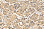 Prolactin Antibody in Immunohistochemistry (Paraffin) (IHC (P))