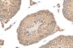 Prolactin Antibody in Immunohistochemistry (Paraffin) (IHC (P))