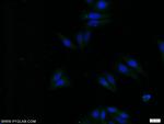 APOC4 Antibody in Immunocytochemistry (ICC/IF)