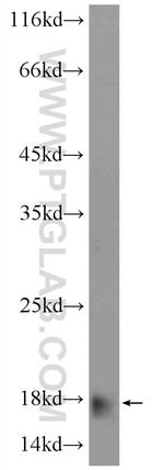 APOC4 Antibody in Western Blot (WB)