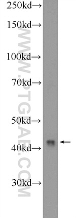 MRPS9 Antibody in Western Blot (WB)