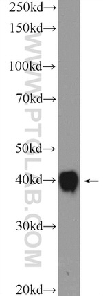 MRPS9 Antibody in Western Blot (WB)