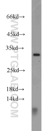 CTHRC1 Antibody in Western Blot (WB)