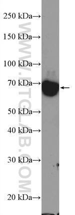 TOP1MT Antibody in Western Blot (WB)