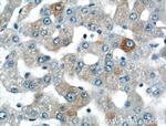 SPG11 Antibody in Immunohistochemistry (Paraffin) (IHC (P))