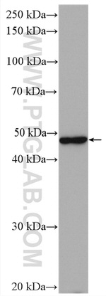 Napsin A Antibody in Western Blot (WB)