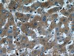 Fetuin-A Antibody in Immunohistochemistry (Paraffin) (IHC (P))