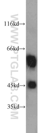 Fetuin-A Antibody in Western Blot (WB)