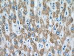 Pyruvate Carboxylase Antibody in Immunohistochemistry (Paraffin) (IHC (P))