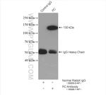 Pyruvate Carboxylase Antibody in Immunoprecipitation (IP)