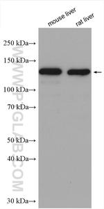 Pyruvate Carboxylase Antibody in Western Blot (WB)