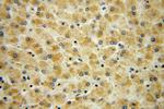 Pyruvate Carboxylase Antibody in Immunohistochemistry (Paraffin) (IHC (P))