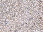 ACSM5 Antibody in Immunohistochemistry (Paraffin) (IHC (P))