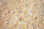 IMPA1 Antibody in Immunohistochemistry (Paraffin) (IHC (P))