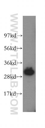 IMPA1 Antibody in Western Blot (WB)