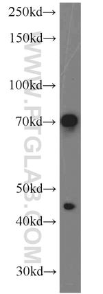 PGCP Antibody in Western Blot (WB)