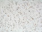 KCNMB2 Antibody in Immunohistochemistry (Paraffin) (IHC (P))