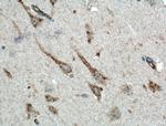 KCNMB2 Antibody in Immunohistochemistry (Paraffin) (IHC (P))